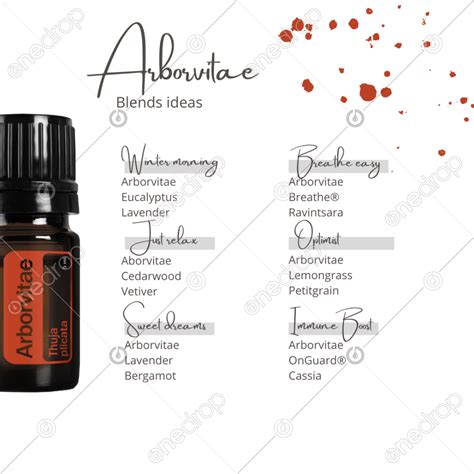 Arborvitae Blends Ideas By Fernanda Cavaletti