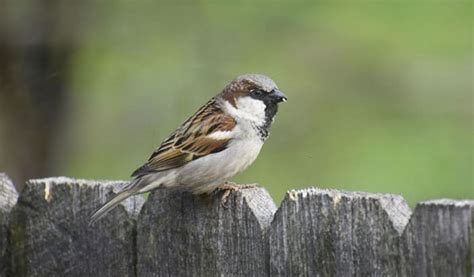 How To Keep Crows Away From Bird Feeders Birding Deport