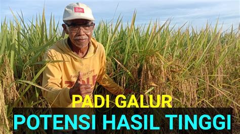 Padi Uyul Galur Lampung Potensi Hasil Tinggi Youtube