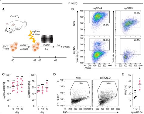 Crisprcas9 Mediated Gene Knockout In Primary Mouse T Cells A