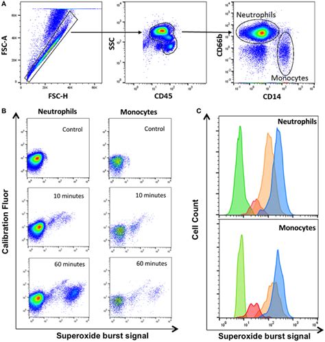 Gating Strategy For Identification Of Phagocytes With Zymosan