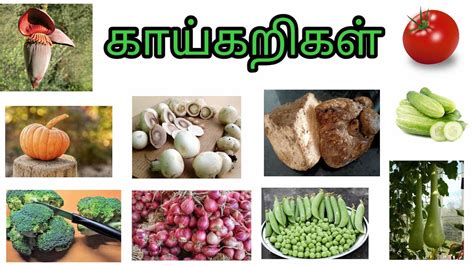 Learn Vegetables Name In Tamil Beetroot Carrot Broccoli In Tamil