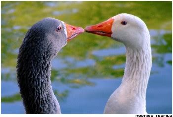 Dois Bicudos Não Se Beijam Significado - Dois bicudos não se bicam