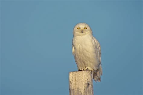 Alaska Birding Tours Alaska Birdwatching Tours Birdquest