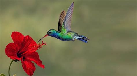 Hummingbird Birds Wallpaper Hd Hummingbird Wallpaper Bird