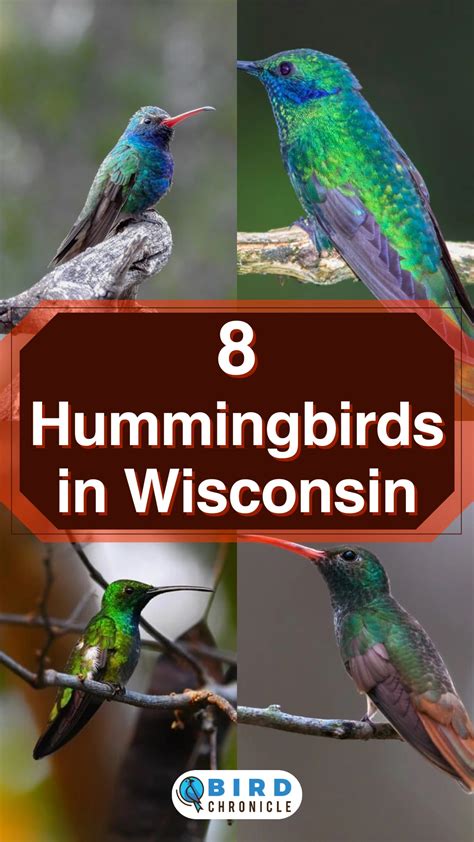 8 Hummingbirds in Wisconsin (ID Guide & Pictures)