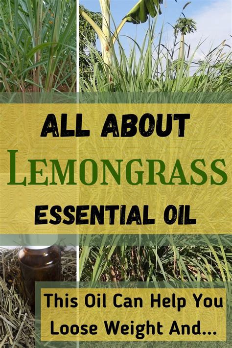 Lemongrass Essential Oil Benefits Possible Side Effects Artofit