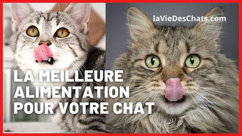 Quelle Est La Meilleure Alimentation Pour Chat Youtube