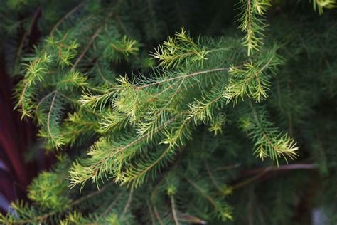 Melaleuca Alternifolia Narrow Leaved Paperbark Tea Tree Stock Photo