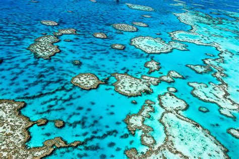 Great Barrier Reef Tipps F R Das Gr Te Korallenriff Der Erde