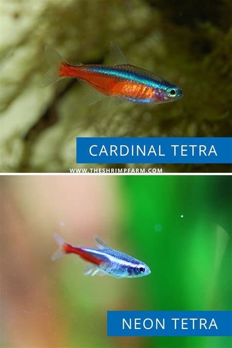 Tetra Cardinal Neon Tetra Care