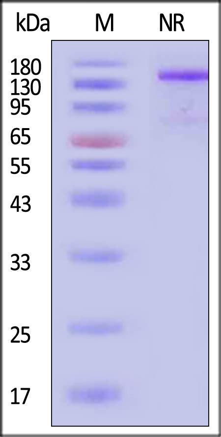 Human CD40 Ligand TNFSF5 Protein Fc Tag Active Trimer MALS