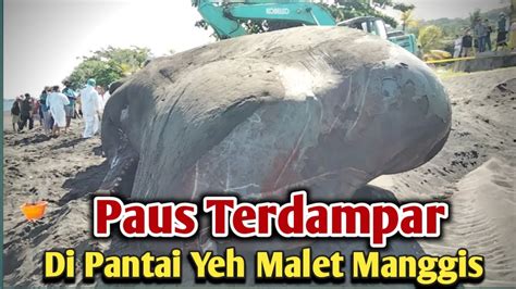 Paus Terdampar Di Pantai Yeh Malet April Youtube