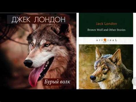 Учебник вслух - Джек Лондон "Бурый волк" (Перевод М. Богословской)