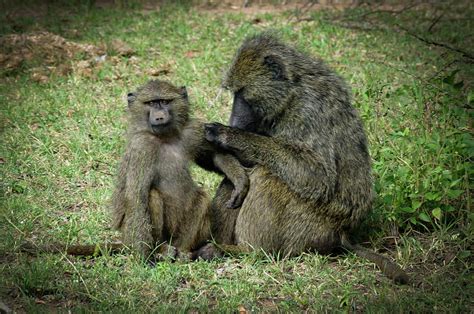 Mother Baboon grooming her Child Photograph by Michael Reinhart - Pixels