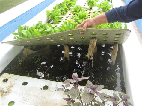 Aquaponic Gardening Aquaponic Gardening Get The Scoop