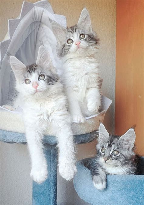 Maine Coon Kitten Mit Stammbaum N N Genetisch Freih Von Erbkrankheiten