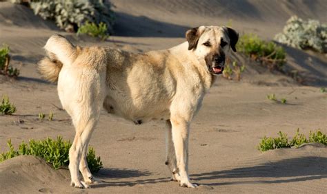 Anatolian Shepherd Dog Karabash Dog Breed Information Puppies