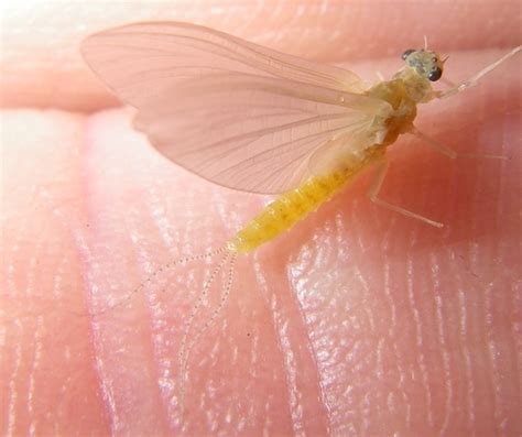 Eastern Sulphurpale Evening Dun Selected Aquatic Insects Of Massachusetts · Inaturalist