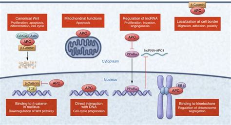 Jci Colorectal Cancer The Apc Lncrna Link