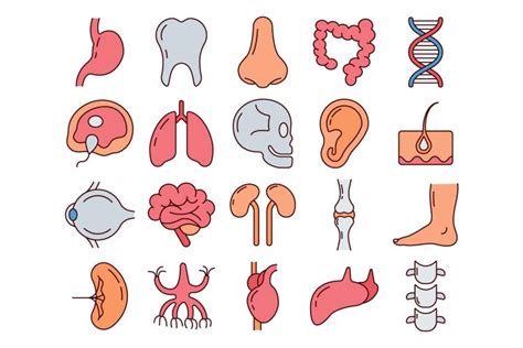 Human Anatomy Vector Free Icon Set Graphicsurf