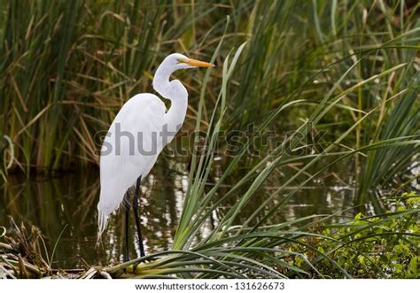 Snowy Egret Natural Habitat On South Stock Photo (Edit Now) 131626673