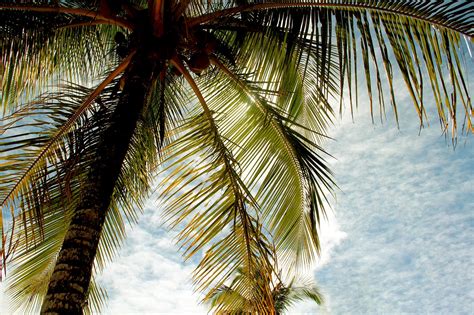 Rbol De Coco Bahia Foto Gratis En Pixabay Pixabay