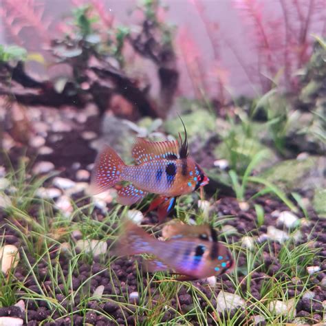 showing   ram cichlid pair raquariums