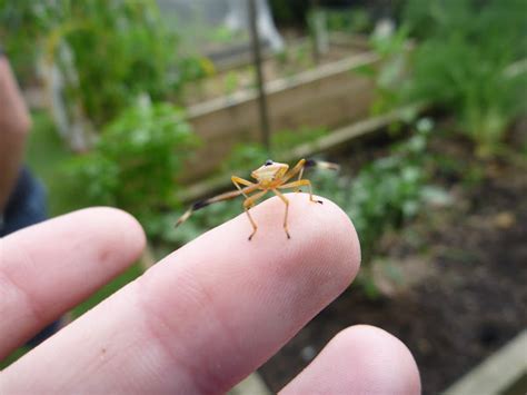 Banana Spotting Bug Nymph Project Noah