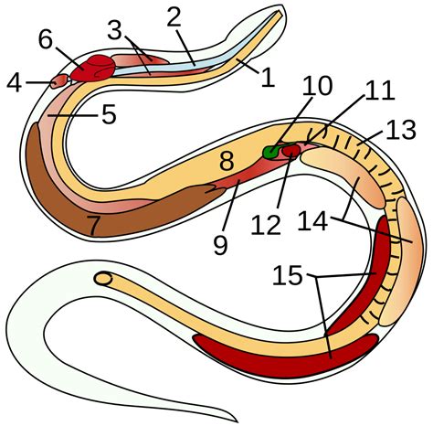 How do snakes like boa constrictors breathe with a mouthful of food ...