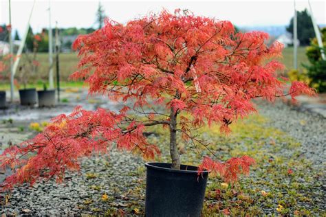 Acer Palmatum Lemon Lime Lace Japanese Maple Conifer Kingdom