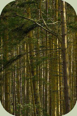 Recognizing Woodpecker Habitat