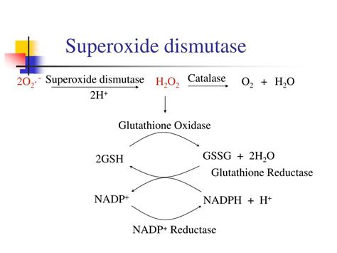 Superoxide Dismutase Reaction