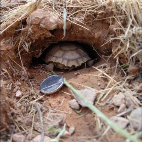 A Hatchling Desert Tortoise Rests At The Mouth Of A Very Small Burrow