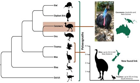 Inside story on cassowary evolution