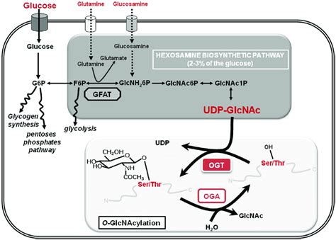 The Hexosamine Biosynthetic Pathway And O GlcNAcylation Are Shown