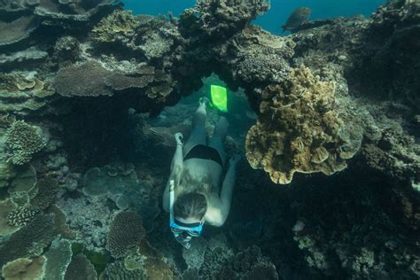 La Gran Barrera de Coral es más resistente de lo que se pensaba