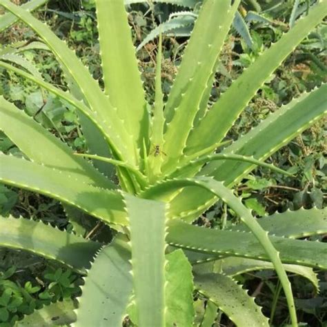 Come Usare LAloe Per Le Scottature Solari Dr Aloes