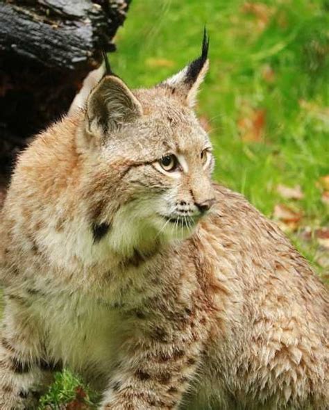 Scottish Wildcats: Facts, Habitat and Conservation Efforts