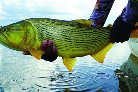 Pesca Na Argentina La Regina