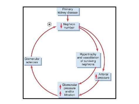 Pathophysiology Of Endstage Renal Disease Dr Khaled Khalil