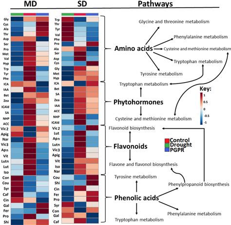 Quantitative Analysis Of Amino Acids Phytohormones Flavonoids And