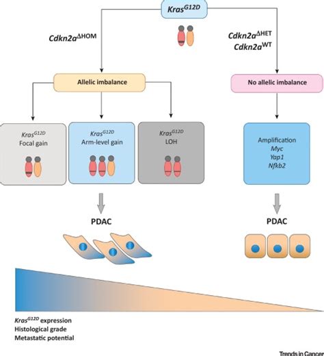 Mutant Kras Dosage And Chromothripsis The Right Ingredients For A