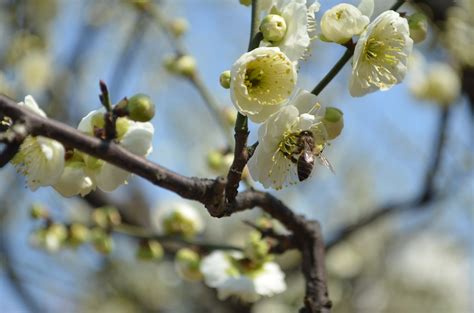 Free Images Tree Nature Branch Blossom Fruit Berry Leaf Flower