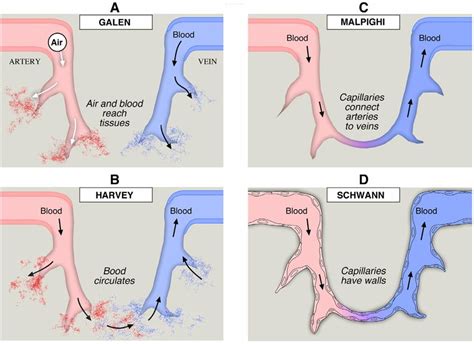 Historical Models Of Circulation A Galen Viewed The Arteries And