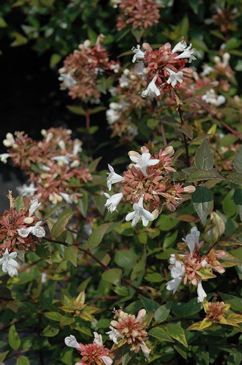 Little Richard Glossy Abelia Abelia X Grandiflora Little Richard In