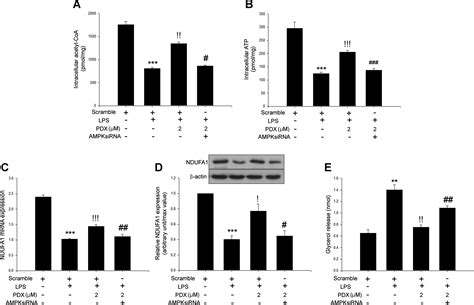 Protectin Dx Attenuates Lps Induced Inflammation And Insulin Resistance