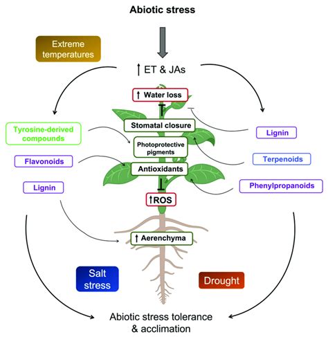 Schematic Representation Of Ethylene And Jasmonates Effects On Download Scientific Diagram