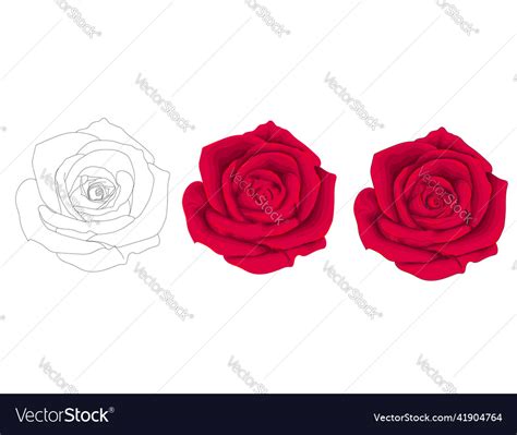 Sweet Red Roses Royalty Free Vector Image Vectorstock