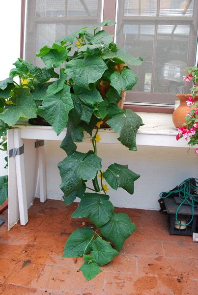 Growing Cucumbers In Containers Container Cucumbers